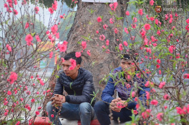 Người mua hoa lý giải việc phải chờ đến ngày 29, 30 Tết: Cũng vì nhiều người bán hét giá cao quá!